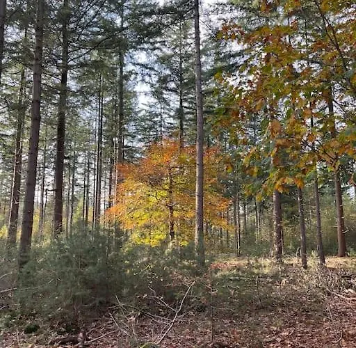 De Elina - Comfortable For A Relaxing