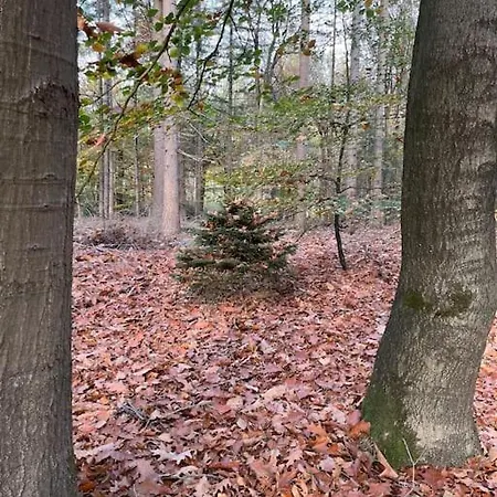 Alpesi faház De Elina - Comfortable For A Relaxing *